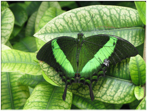 9648 Machaon émeraude (Papilio calinurus).jpg