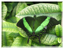 9648 Machaon émeraude (Papilio calinurus).jpg