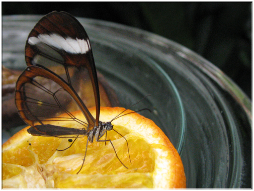 9649 Papillon transparent (Greta Oto).jpg