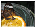 9649 Papillon transparent (Greta Oto).jpg