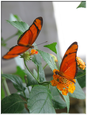 9651 Deux flambeaux (Dryas julia).jpg