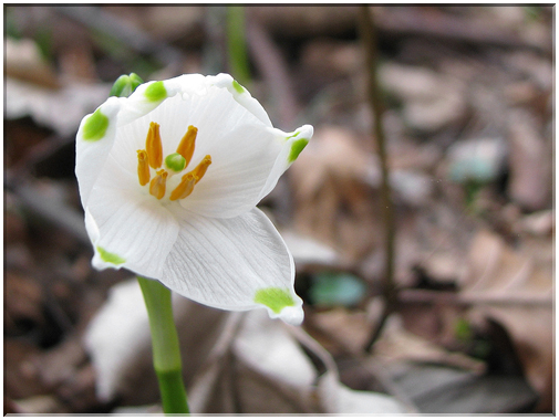9654 Nivéole pistil et étamines.jpg