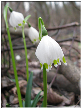 9655 Nivéole (Leucojum vernum).jpg