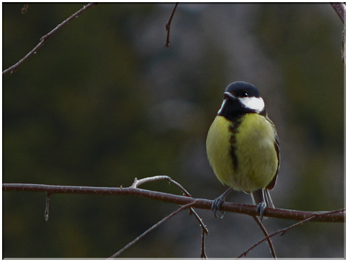 9656 Mésange charbonnière.jpg