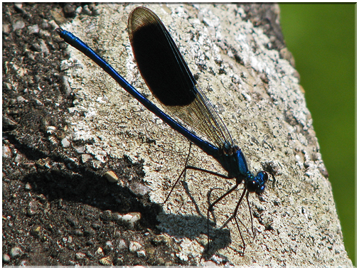 9658 Libellule (Caloptérix splendens).jpg