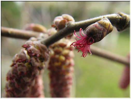 9659 Des fleurs mâles et une femelle de noisetier (Corylis avellana).jpg