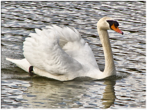 9661 Cygne.jpg