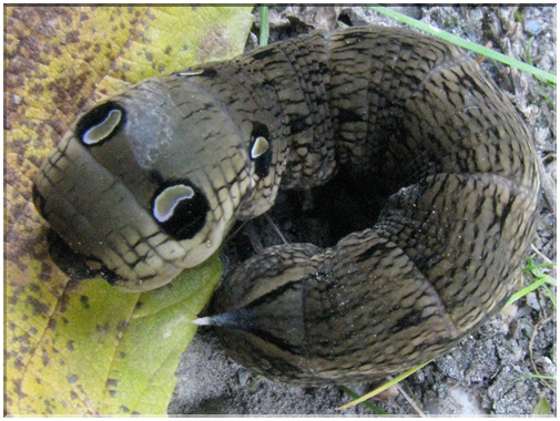9662 Chenille du Grand Sphinx de la vigne (Deilphila elpenor).jpg