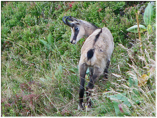 9663 Chamois (massif du Honeck).jpg