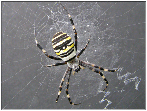 9664 Araignée frelon (Argiope Bruennichi).jpg