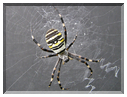 9664 Araignée frelon (Argiope Bruennichi).jpg