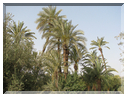 9667 Maroc-Marrakech-Les oliviers et palmiers du jardin de la Mènara.jpg