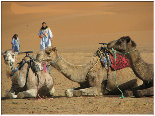9701 Maroc-Erfoud-Oú des chameliers nous attendent.jpg