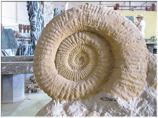 9705 Maroc-Erfoud-Une ammonite géante.jpg