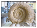 9705 Maroc-Erfoud-Une ammonite géante.jpg