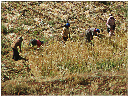 9720 Maroc-Récolte serpe à la main.jpg