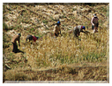 9720 Maroc-Récolte serpe à la main.jpg