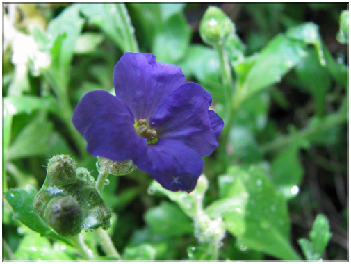 9730 Fleurs de mars Aubriette.jpg