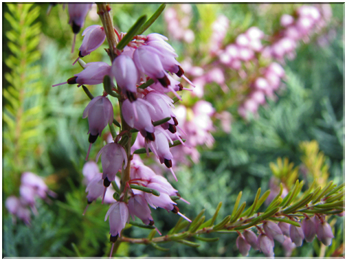 9731 Fleurs de mars Bruyères.jpg