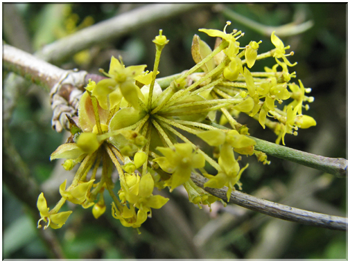 9732 Fleurs de mars Cornouillers.jpg