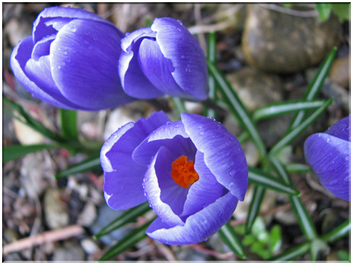 9733 Fleurs de mars Crocus.jpg