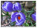 9733 Fleurs de mars Crocus.jpg