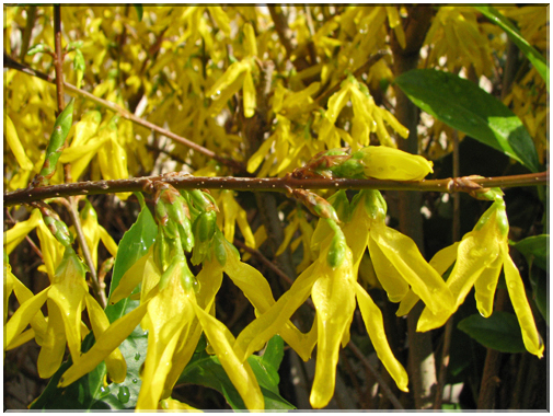 9734 Fleurs de mars Forsythia.jpg
