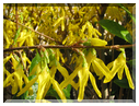 9734 Fleurs de mars Forsythia.jpg