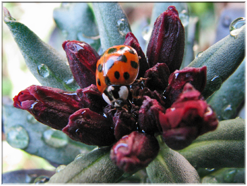 9736 Fleurs de mars Giroflée avec une coccinelle.jpg