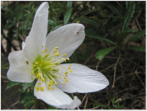 9737 Fleurs de mars Hellébore.jpg