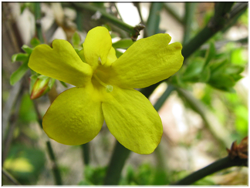 9738 Fleurs de mars Jasmin d'hiver.jpg