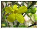 9738 Fleurs de mars Jasmin d'hiver.jpg