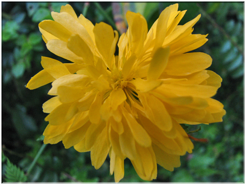 9739 Fleurs de mars Kéria.jpg