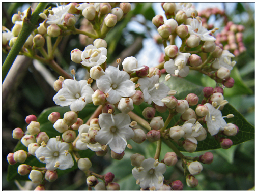 9740 Fleurs de mars Laurier tin.jpg