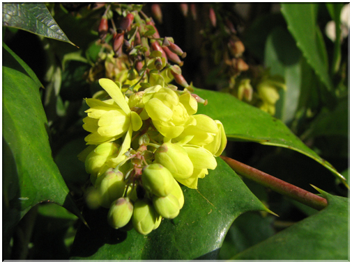 9742 Fleurs de mars Mahonia.jpg