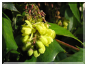 9742 Fleurs de mars Mahonia.jpg