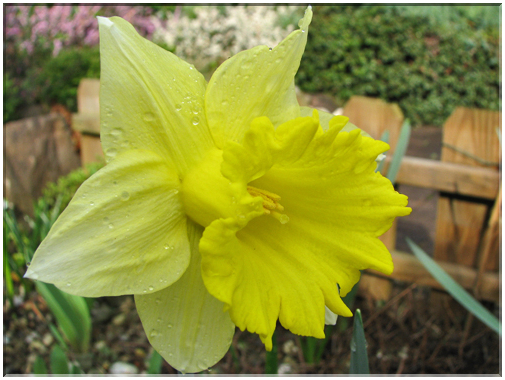 9743 Fleurs de mars Narcisse.jpg