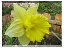 9743 Fleurs de mars Narcisse.jpg