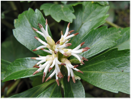 9744 Fleurs de mars Pachysandra.jpg