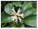 9744 Fleurs de mars Pachysandra.jpg