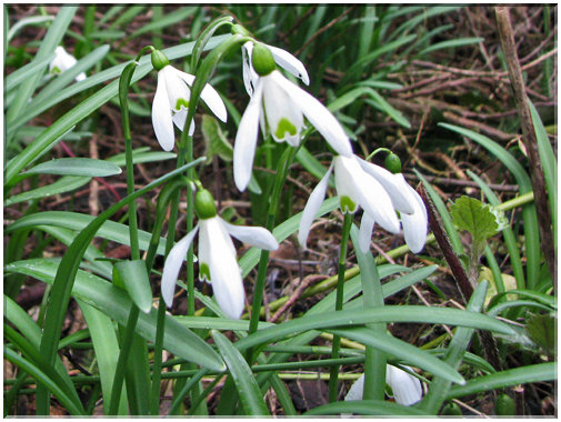 9745 Fleurs de mars Perce neige.jpg