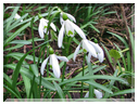 9745 Fleurs de mars Perce neige.jpg