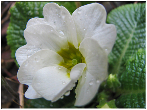 9746 Fleurs de mars Primevère.jpg
