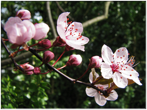 9747 Fleurs de mars Prunier.jpg