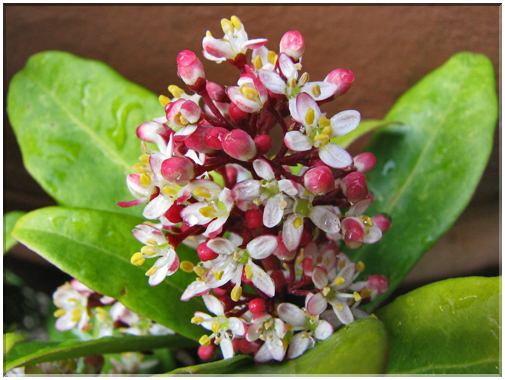 9748 Fleurs de mars Skimmia.jpg