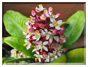 9748 Fleurs de mars Skimmia.jpg