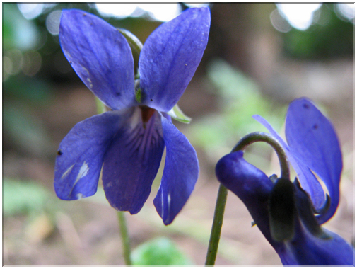 9749 Fleurs de mars Violette commune.jpg