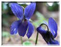 9749 Fleurs de mars Violette commune.jpg