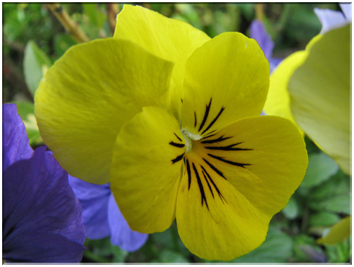 9750 Fleurs de mars Violette cornue.jpg