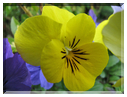 9750 Fleurs de mars Violette cornue.jpg